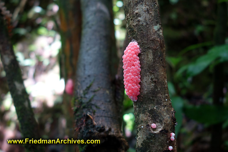 biology,hawaii,cavier,pink,eggs,snail,apple snail,tree,bark,forest,